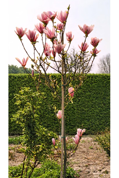 Магнолія Ломбарді Роуз